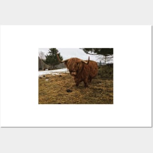 Scottish Highland Cattle Cow 2316 Posters and Art